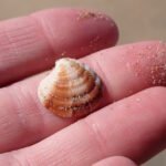 Clausinella fasciata