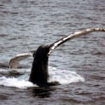 humpbackfluke3