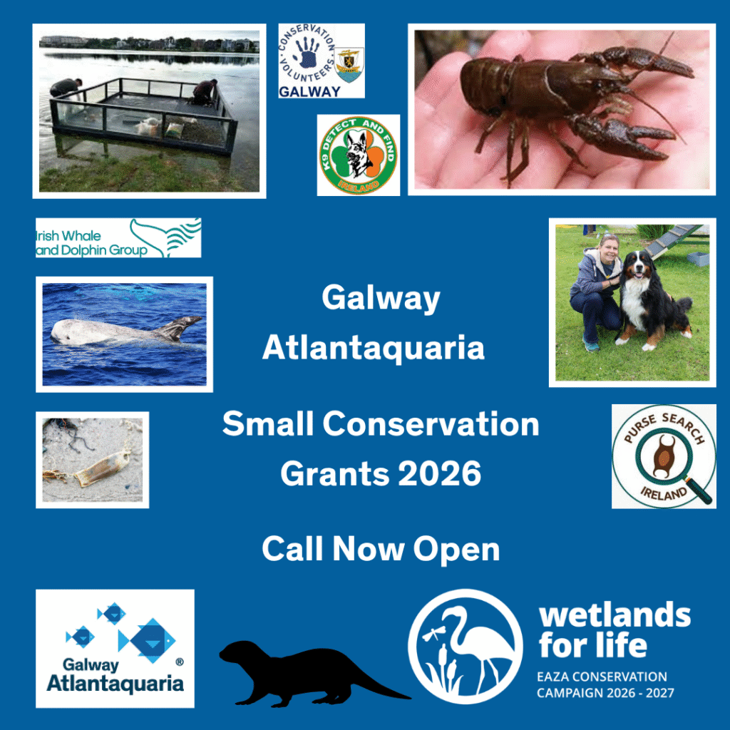 Galway Atlantaquaria Small Conservation Grants 2026 Now Open